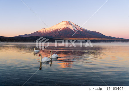 冬の山中湖の湖面に映る紅富士と白鳥 冬の山中湖の湖面に映る紅富士と白鳥 134634034