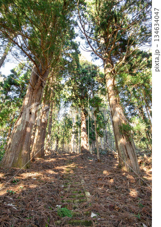 杉並木の参道　舟運安全祈念の羽黒神社　山形県村山市 134634047