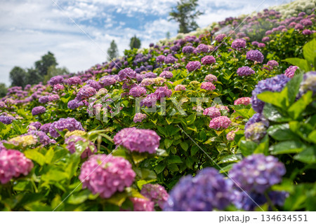 満開のあじさい・梅雨の風景 134634551