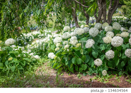 満開のあじさい・梅雨の風景 134634564