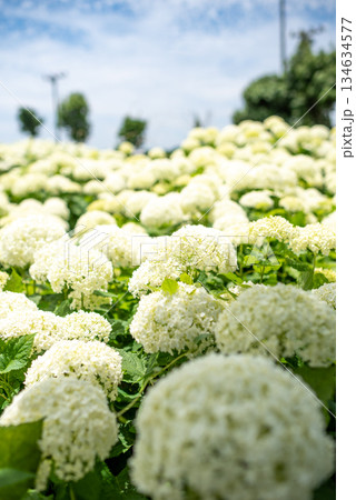 満開のあじさい・梅雨の風景 134634577