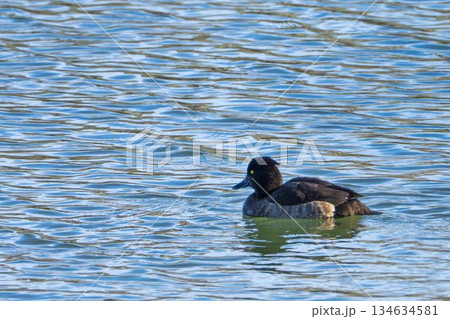 水辺のスズカモ　宮城県名取市 134634581