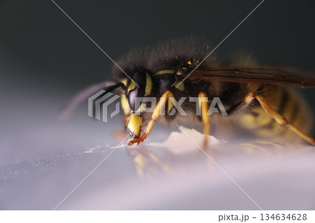 Wasp eating honey, extreme close-up shot. Eyes texture. Macro view 134634628