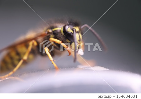 Wasp eating honey, extreme close-up shot. Eyes texture. Macro view Wasp eating honey, extreme close-up shot. Eyes texture. Macro view 134634631