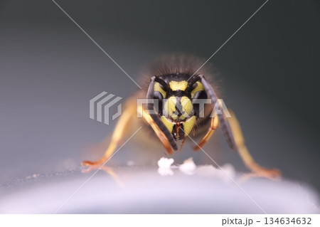 Wasp eating honey, extreme close-up shot. Eyes texture. Macro view Wasp eating honey, extreme close-up shot. Eyes texture. Macro view 134634632