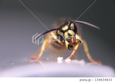 Wasp eating honey, extreme close-up shot. Eyes texture. Macro view 134634633