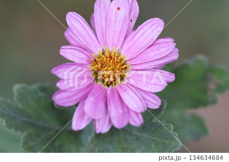秋の庭に咲くピンク色の小さい菊の花 秋の庭に咲くピンク色の小さい菊の花 134634684