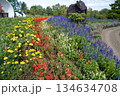丘に咲く色とりどりの花　北海道　美瑛 134634708
