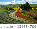 丘に咲く色とりどりの花　北海道　美瑛 134634709