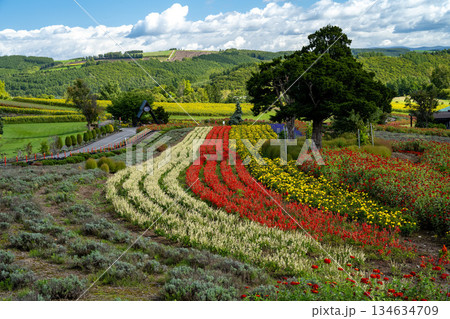 丘に咲く色とりどりの花　北海道　美瑛 134634709