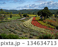 丘に咲く色とりどりの花　北海道　美瑛 134634713