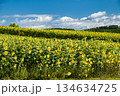 青空と一面に広がるヒマワリ畑　北海道　美瑛 134634725
