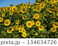 青空と一面に広がるヒマワリ畑　北海道　美瑛 134634726