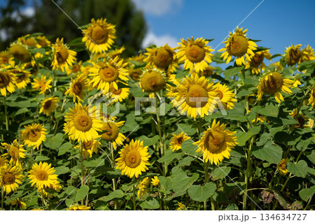青空と一面に広がるヒマワリ畑　北海道　美瑛 134634727