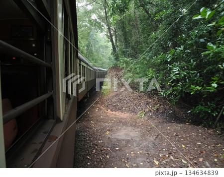 落ち葉と緑の曲線 ― キュランダ高原列車の車窓より 134634839