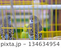 Budgerigars in a Cage 134634954