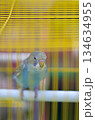Blue Budgie in a Yellow Birdcage 134634955