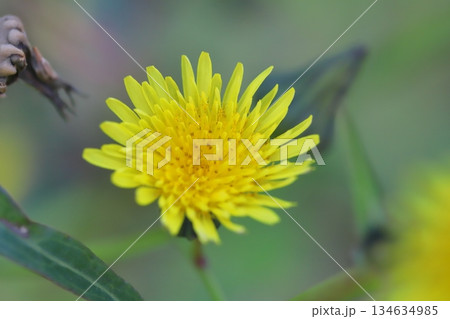 秋の野原に咲く黄色いノゲシの花 秋の野原に咲く黄色いノゲシの花 134634985