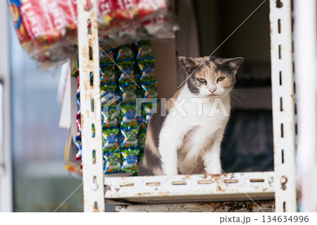 A funny sleepy street cat in Thailand in an authentic setting has just appeared on the shelf of a street shop. High quality photo A funny sleepy street cat in Thailand in an authentic setting has just appeared on the shelf of a street shop. High quality photo 134634996