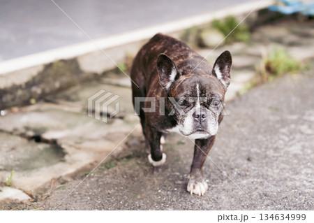 A funny little French dog walks along the sidewalk in Thailand. She moves slowly, looking around, the setting reflects everyday life in a peaceful area of Thailand. High quality photo 134634999