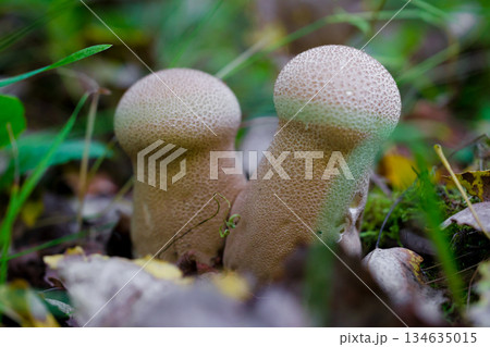 Close-up of two wild forest mushrooms growing among grass and fallen leaves. Puffball mushroom. Macro photography of a mushroom. 134635015