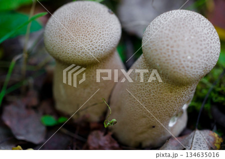 Close-up of two wild forest mushrooms growing among grass and fallen leaves. Puffball mushroom. Macro photography of a mushroom. Close-up of two wild forest mushrooms growing among grass and fallen leaves. Puffball mushroom. Macro photography of a mushroom. 134635016