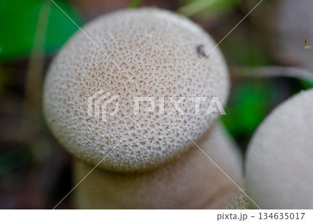 Close-up of two wild forest mushrooms growing among grass and fallen leaves. Puffball mushroom. Macro photography of a mushroom. Close-up of two wild forest mushrooms growing among grass and fallen leaves. Puffball mushroom. Macro photography of a mushroom. 134635017