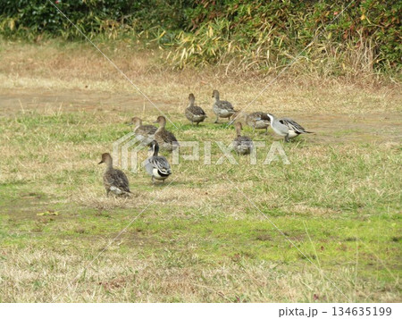 始めてみたオナガガモの陸上散歩 134635199