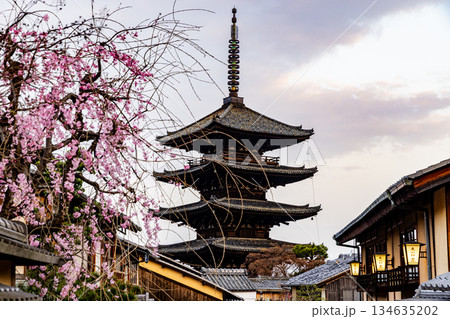 京都　五重塔と桜のある風景 134635202