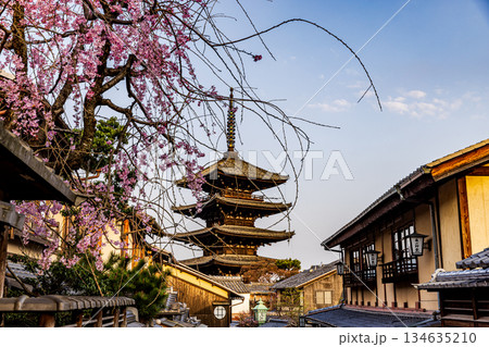 京都　五重塔と桜のある風景 134635210