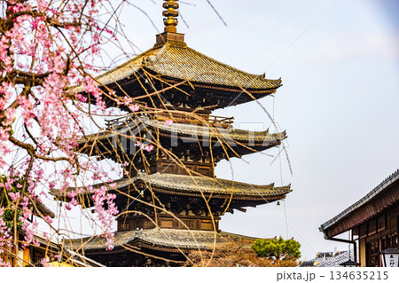 京都　五重塔と桜のある風景 134635215