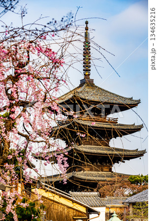 京都　五重塔と桜のある風景 134635216