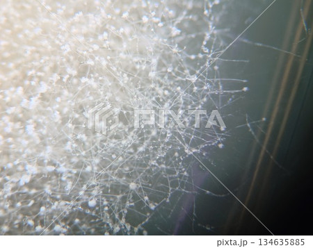 ガラスのシャーレ内に広がるコウジカビ 134635885