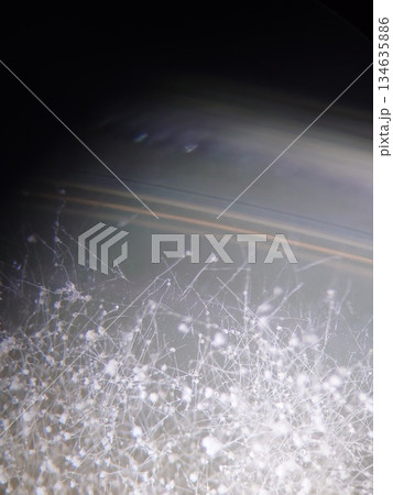 実体顕微鏡でみたアスペルギルス属 134635886