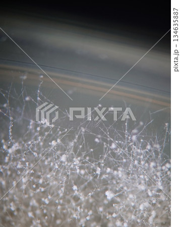 コウジカビの分生子 134635887