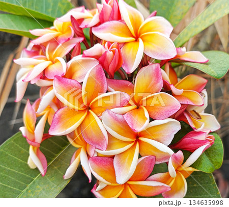 Beautiful frangipani flowers in natural pastel tones of orange, yellow, and pink, tropical and soft aesthetic. 134635998