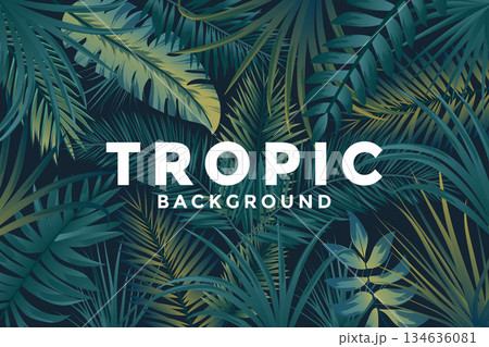 Tropical Background 3 134636081