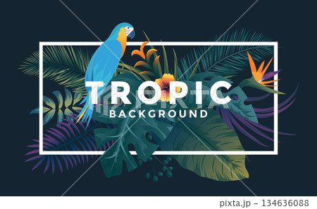Tropical Background 5 134636088