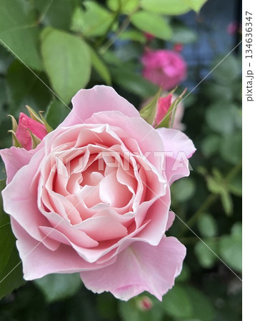 優しい色合いのピンクのバラ 134636347