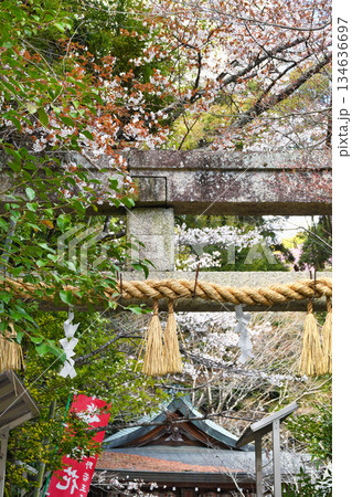 京都 熊野若王子神社 春の風景(京都府京都市左京区) 京都 熊野若王子神社 春の風景(京都府京都市左京区) 134636697
