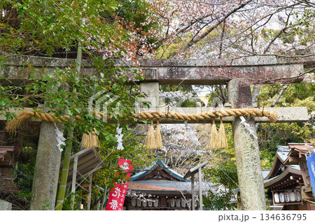京都　熊野若王子神社　春の風景（京都府京都市左京区） 134636795