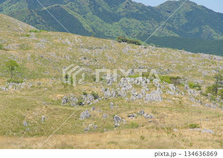2025年春の枯れ草が残る秋吉台　冠山から地獄台の眺め 134636869
