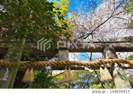 京都　熊野若王子神社　春の風景（京都府京都市左京区） 134636915