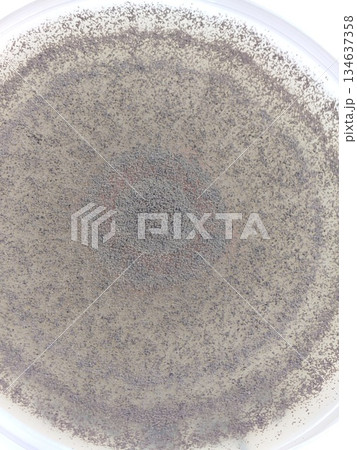 生物のチューリングパターン 134637358