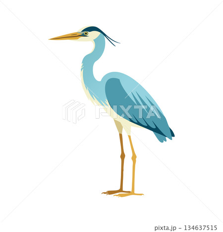 Blue heron bird standing with long legs and sharp beak natural wildlife vector illustration 134637515