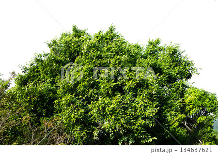 Bonsai tree, green leaves, isolated on a white background Natural objects 134637621