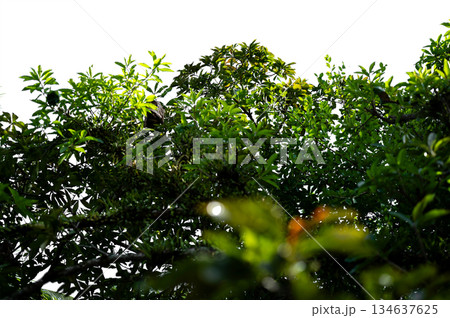 Bonsai tree, green leaves, isolated on a white background Natural objects Bonsai tree, green leaves, isolated on a white background Natural objects 134637625