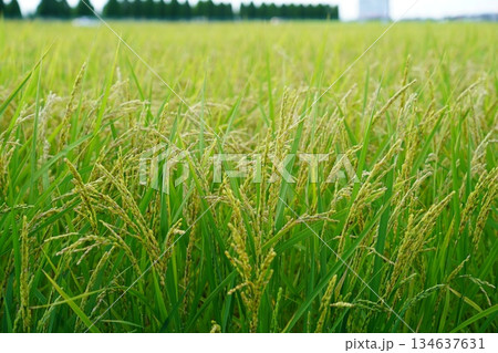 実る稲 134637631