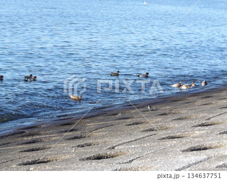 検見川浜護岸の冬の渡り鳥ヒドリガモ 134637751