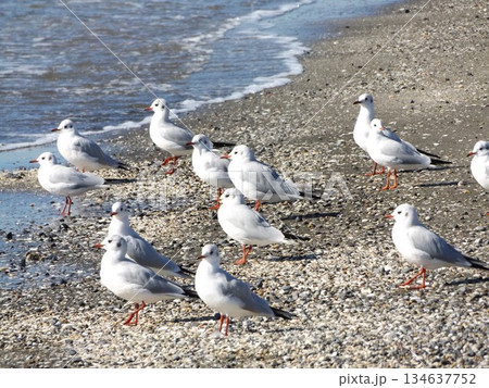 検見川浜海岸で寛ぐ冬の渡り鳥ユリカモメ 134637752